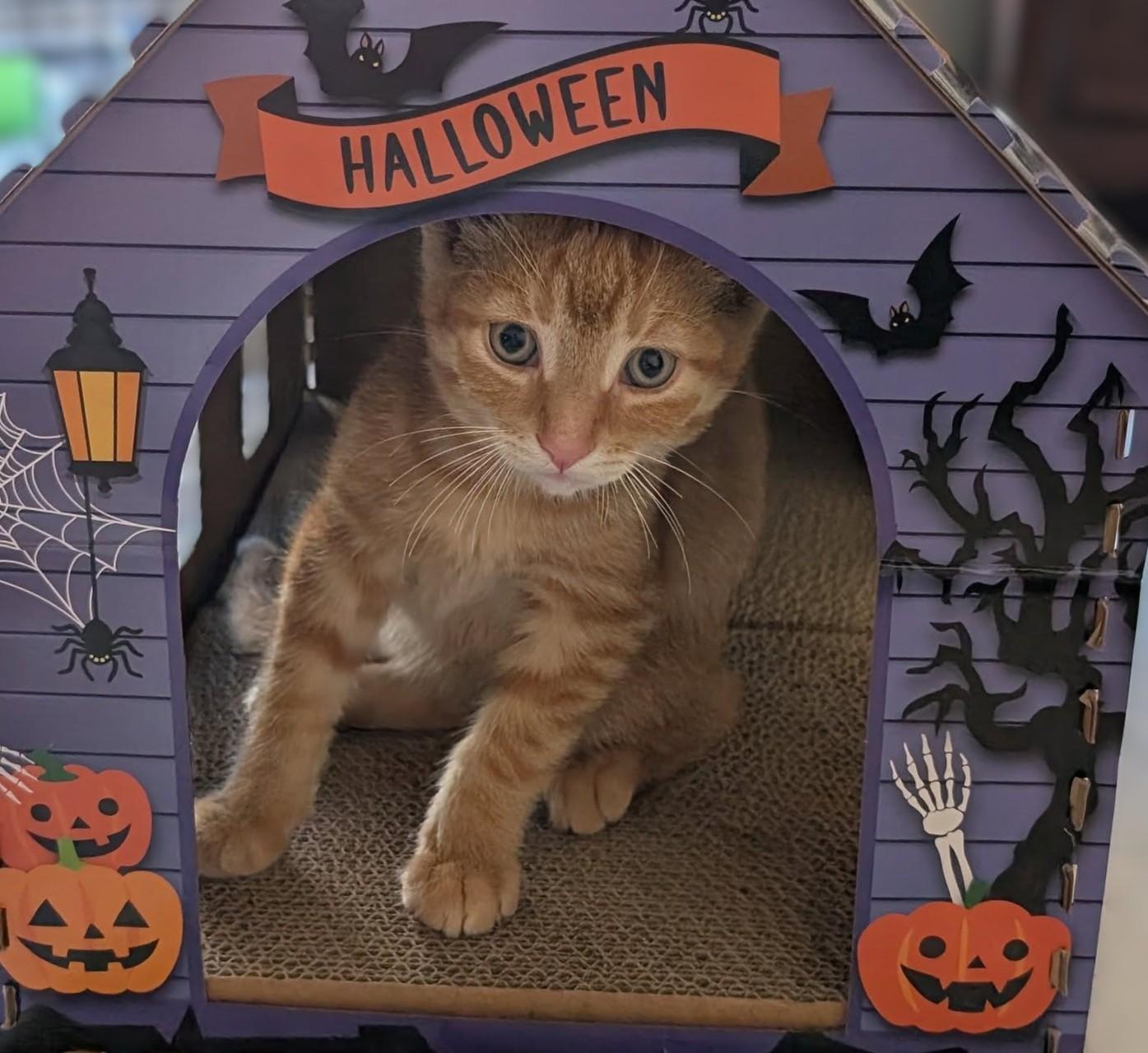 Pekoe, an adopted Domestic Short Hair in Hamilton, ON image 3/3