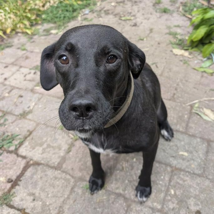 Enlarge Faith, an adoptable mixed breed in Toledo, OH image 3/5