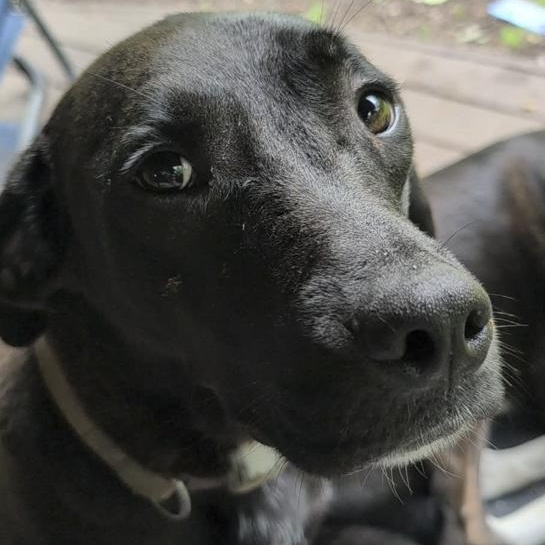 Enlarge Faith, an adoptable mixed breed in Toledo, OH image 5/5