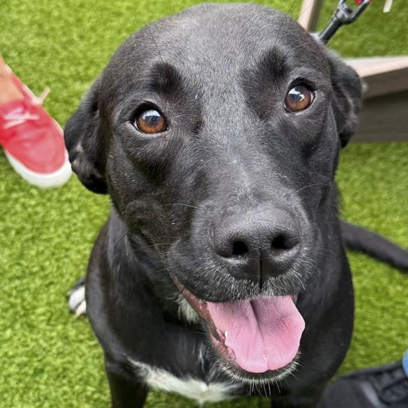 Enlarge Faith, an adoptable mixed breed in Toledo, OH image 1/5