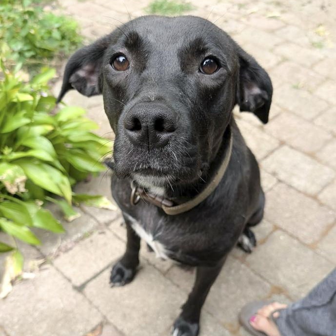Enlarge Faith, an adoptable mixed breed in Toledo, OH image 4/5