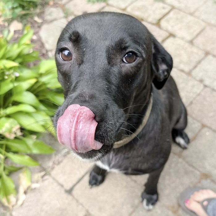 Enlarge Faith, an adoptable mixed breed in Toledo, OH image 2/5