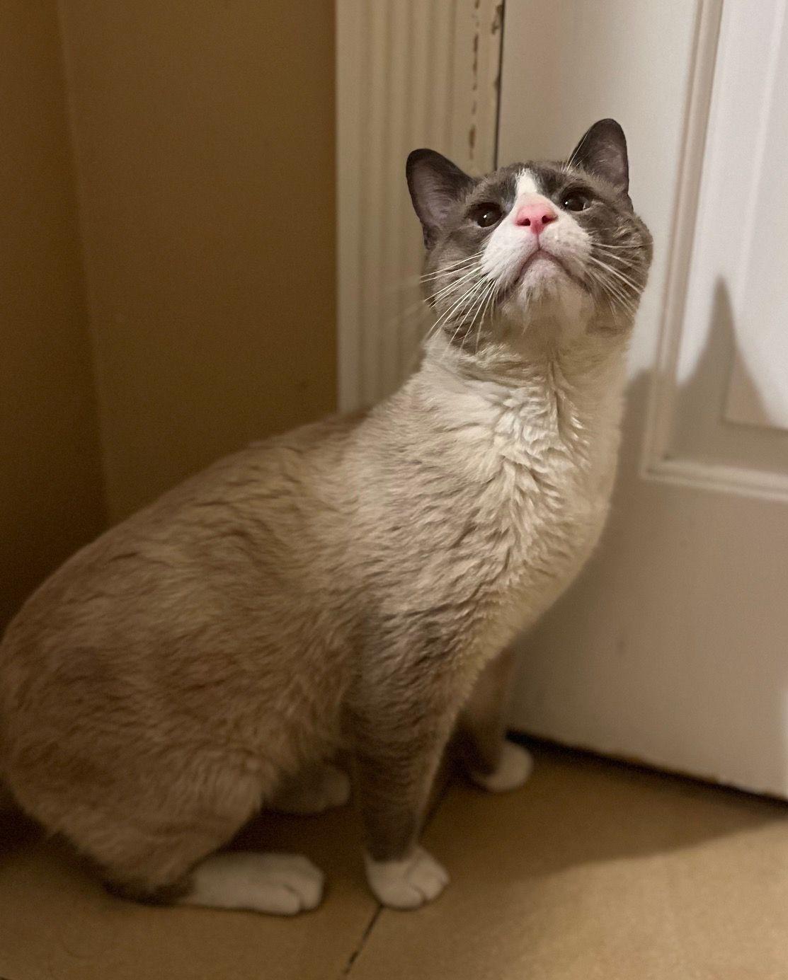 Enlarge Asher - Seal Point Siamese , an adopted Siamese in Tustin, CA image 4/4