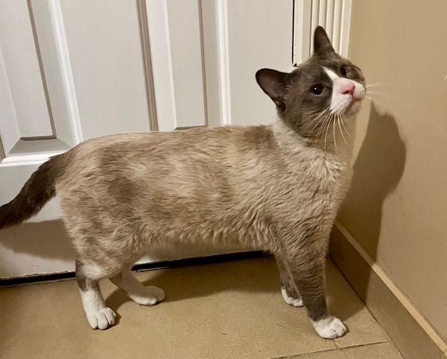 Enlarge Asher - Seal Point Siamese , an adopted Siamese in Tustin, CA image 3/4