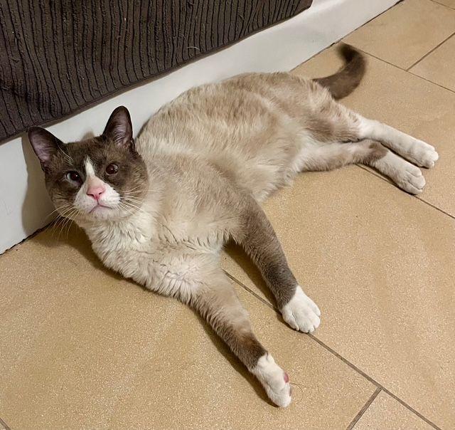 Enlarge Asher - Seal Point Siamese , an adopted Siamese in Tustin, CA image 1/4