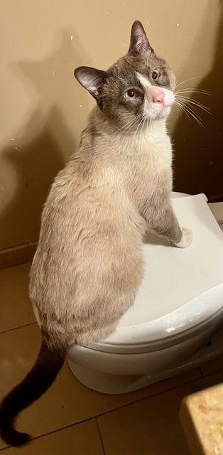 Enlarge Asher - Seal Point Siamese , an adopted Siamese in Tustin, CA image 2/4