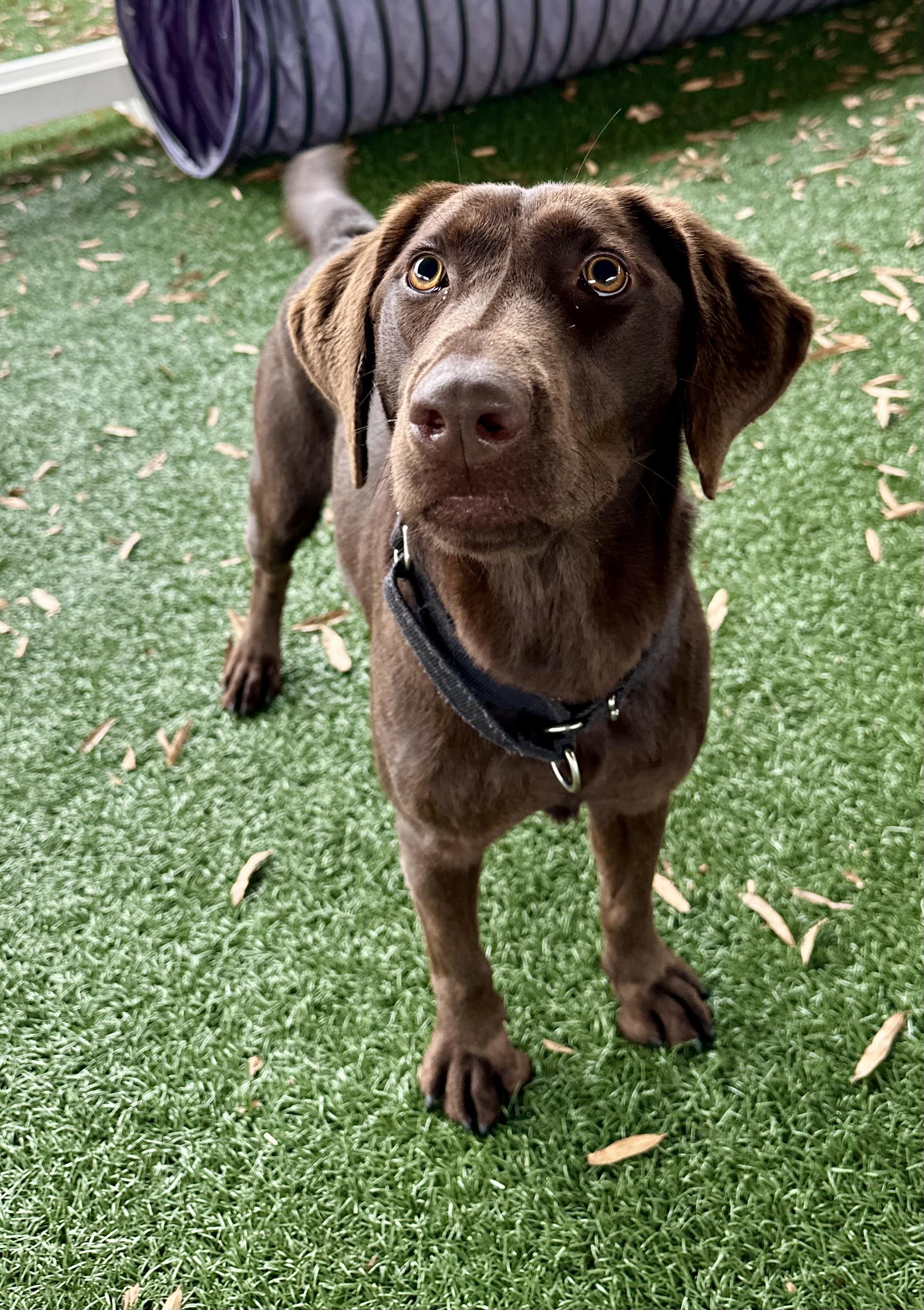Enlarge Nellie, a Adopted Chocolate Labrador Retriever in Newnan, GA image 1/5