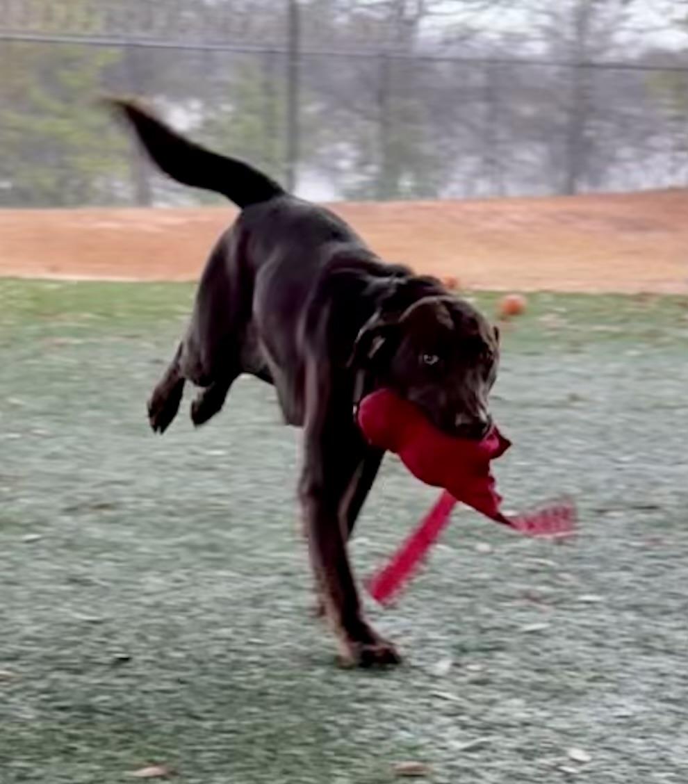 Enlarge Nellie, a Adopted Chocolate Labrador Retriever in Newnan, GA image 5/5