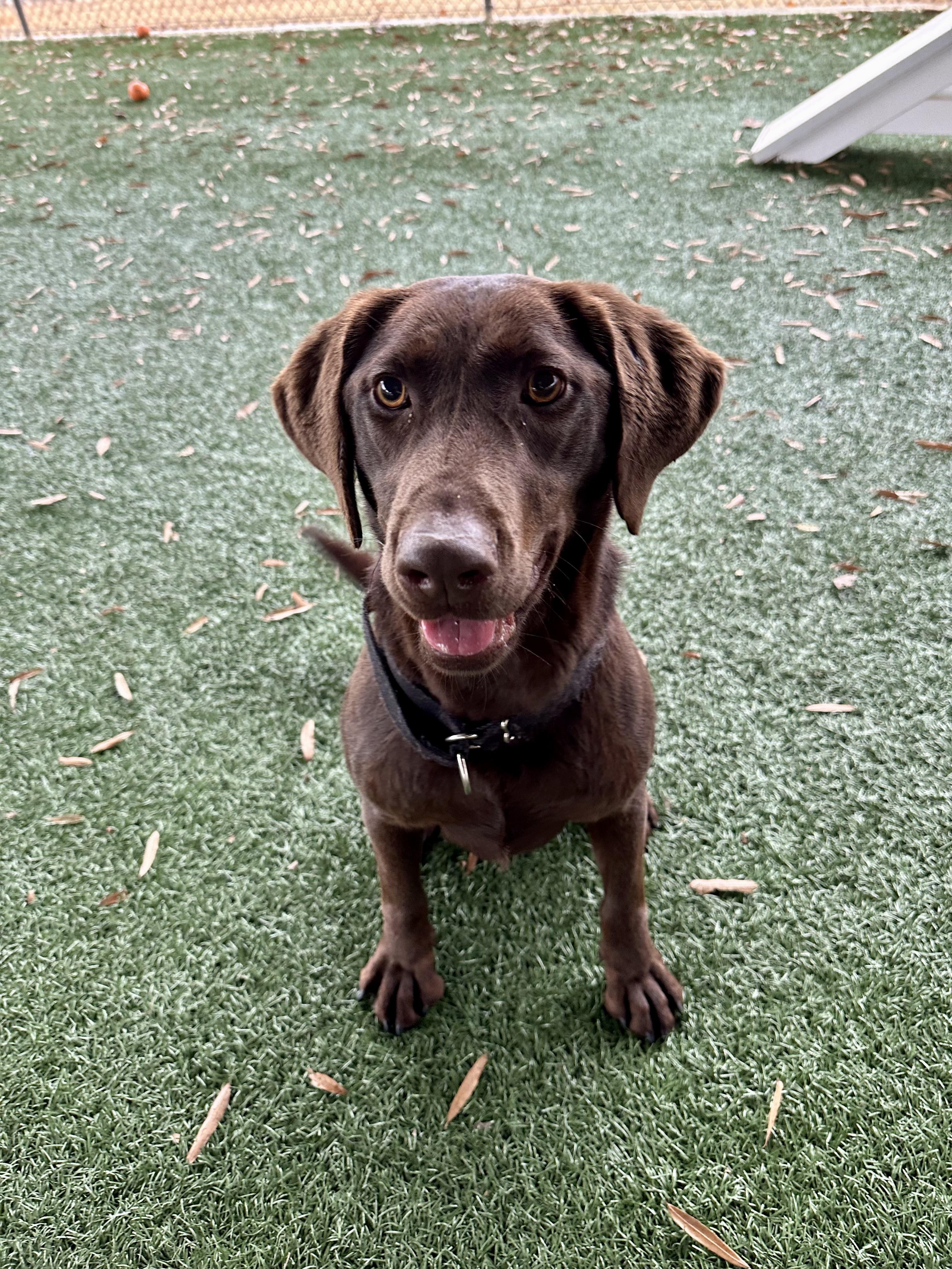 Enlarge Nellie, a Adopted Chocolate Labrador Retriever in Newnan, GA image 4/5