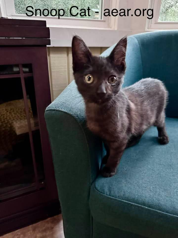 Snoop Cat, Adoptable, Kitten Male Domestic Medium Hair.