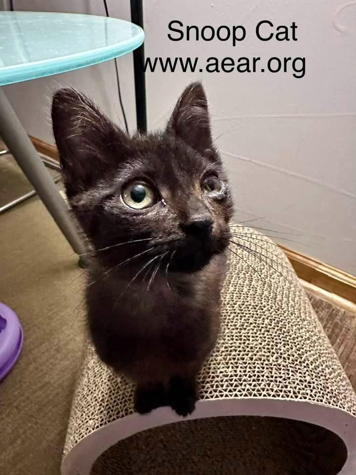 Enlarge Snoop Cat, a Adoptable mixed breed in Libertyville, IL image 2/3
