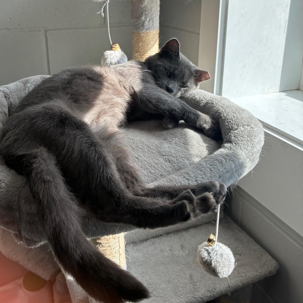 Smokie, Adoptable, Young Male Domestic Short Hair.
