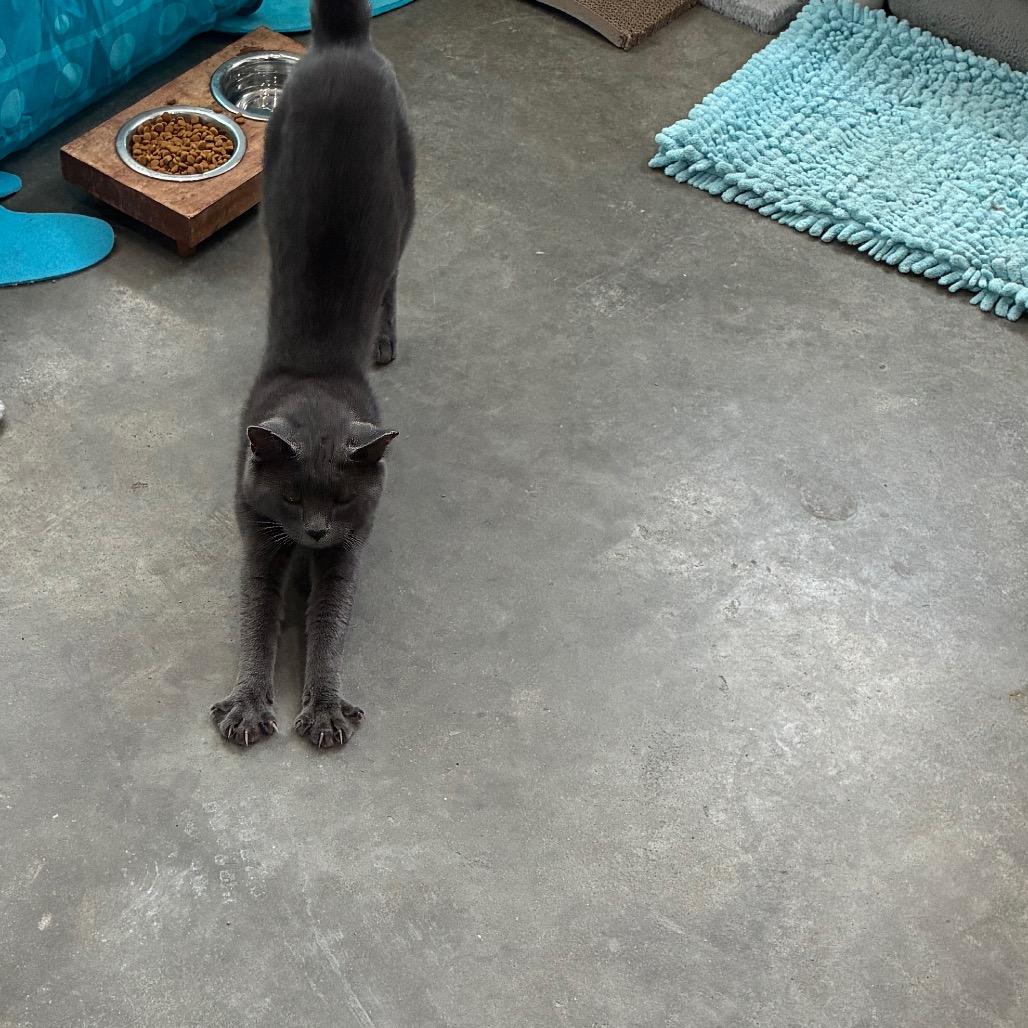 Enlarge Smokie, a Adoptable Domestic Short Hair in Richmond Hill, GA image 2/5