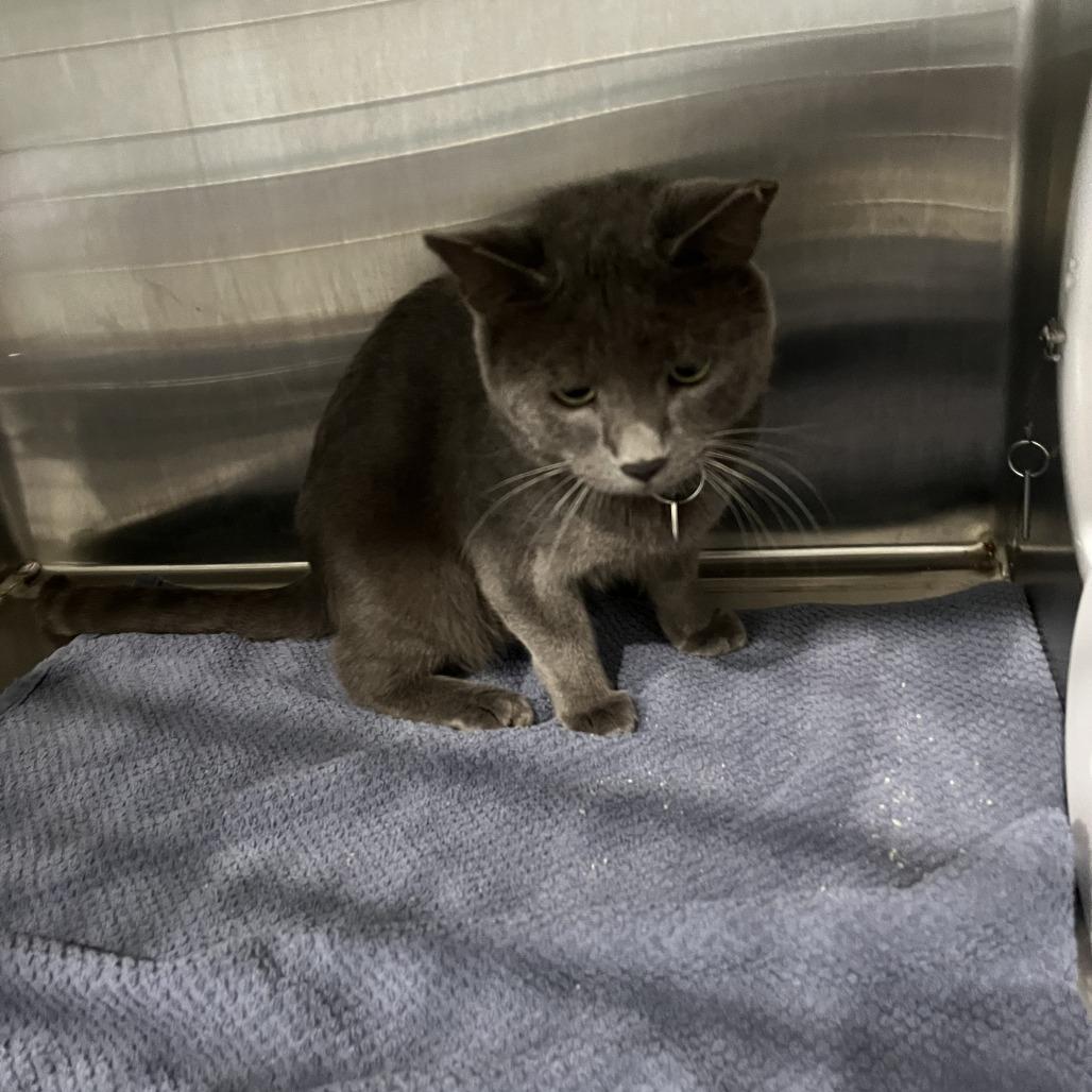 Enlarge Smokie, a Adoptable Domestic Short Hair in Richmond Hill, GA image 4/5