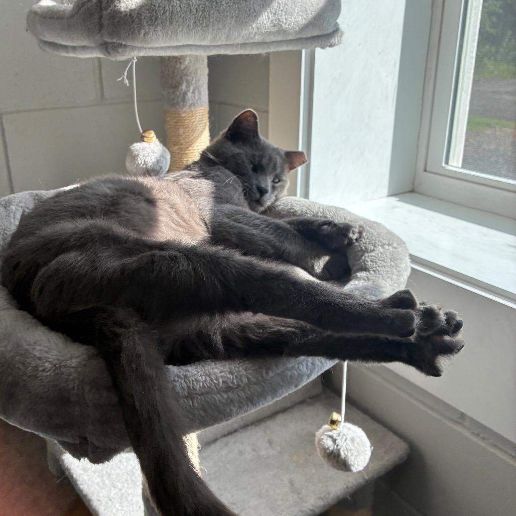 Enlarge Smokie, a Adoptable Domestic Short Hair in Richmond Hill, GA image 5/5