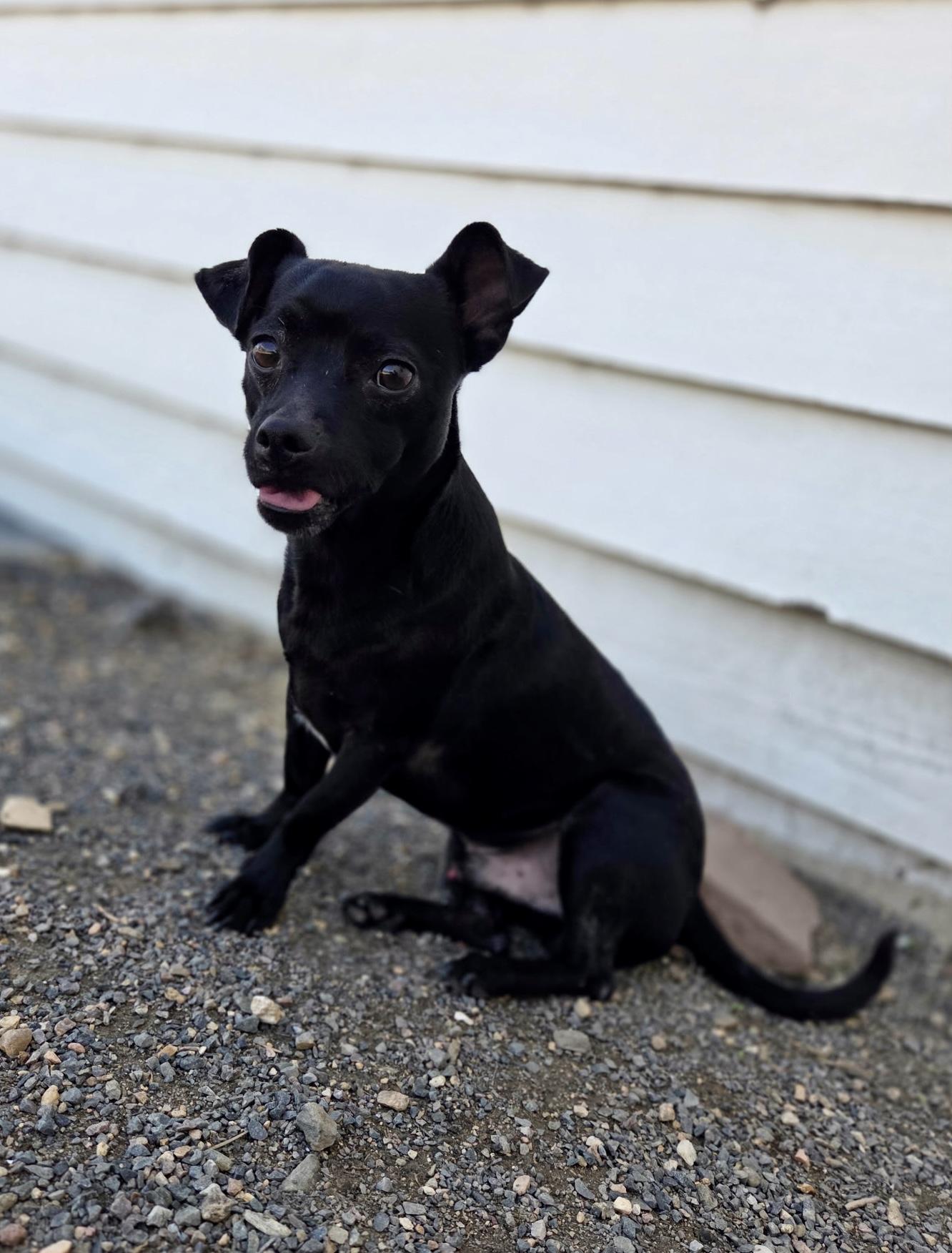 Enlarge Noodle, a Adoptable mixed breed in Carr, CO image 1/1