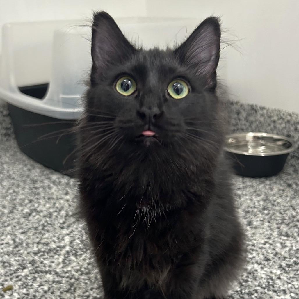 Enlarge Mist, a Adoptable Domestic Medium Hair in St. Louis, MO image 2/2