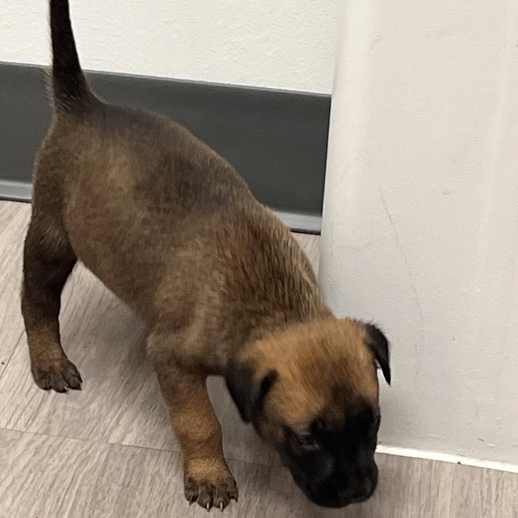 Enlarge Sage, a Adoptable mixed breed in Seattle, WA image 2/2