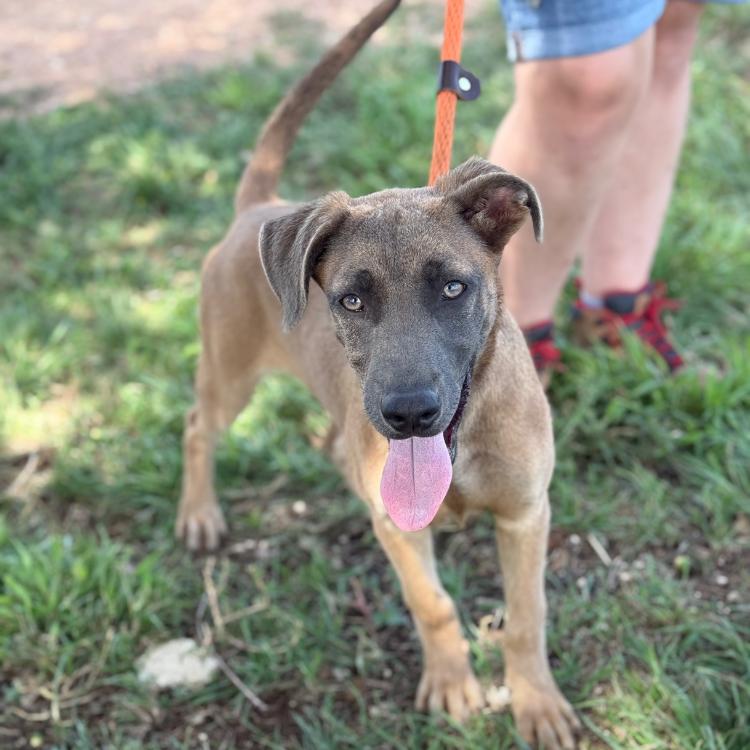 Enlarge Sage, a Adoptable mixed breed in Seattle, WA image 1/2
