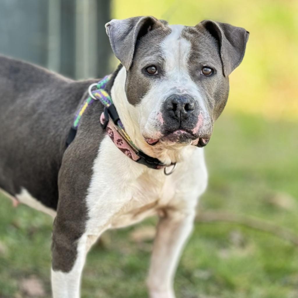 Kesha, Adoptable, Adult Female Mixed Breed.