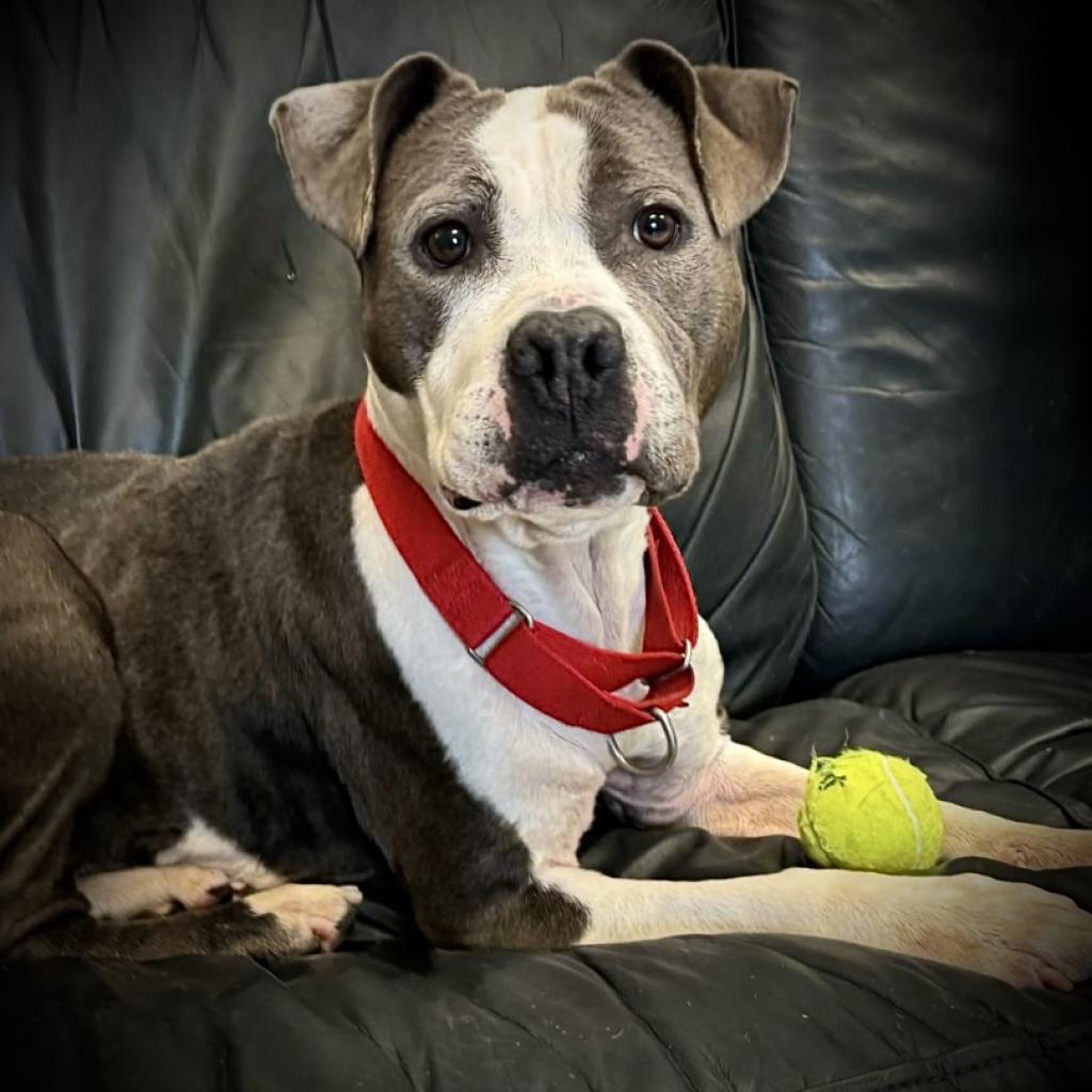Enlarge Kesha, a Adoptable Mixed Breed in Davenport, IA image 2/6