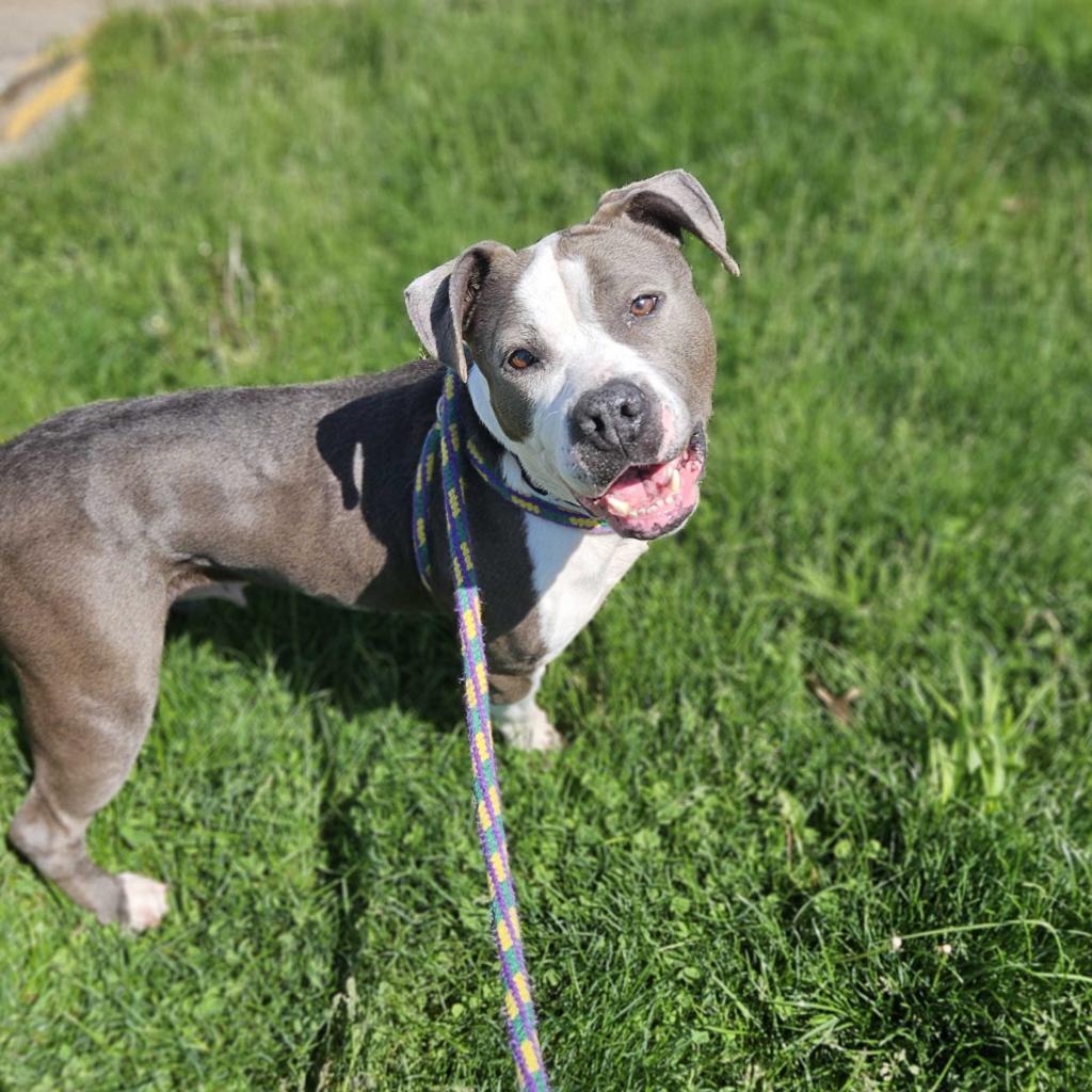 Enlarge Kesha, a Adoptable Mixed Breed in Davenport, IA image 3/6