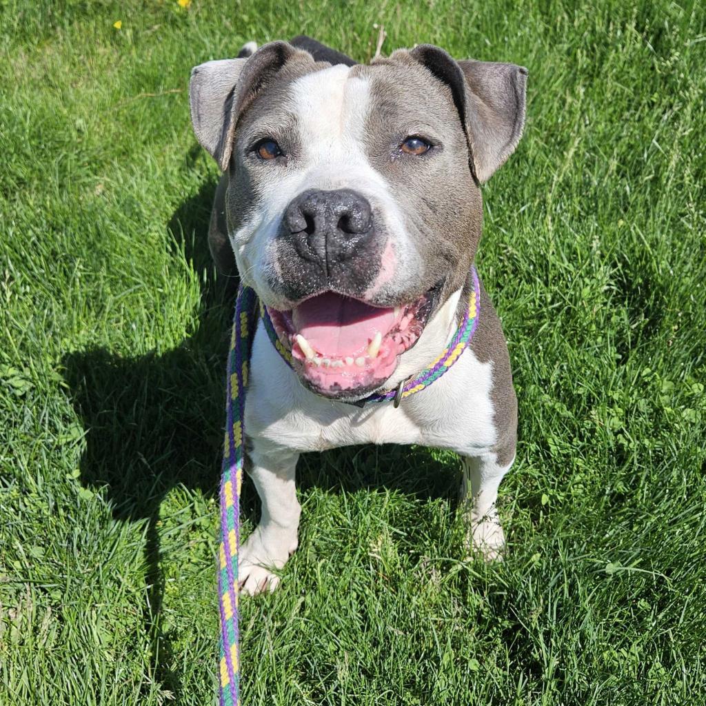 Enlarge Kesha, a Adoptable Mixed Breed in Davenport, IA image 4/6