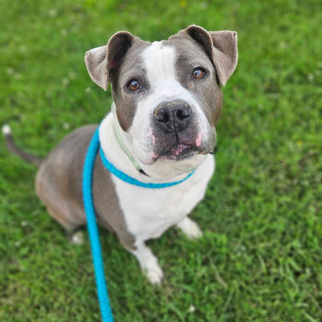 Enlarge Kesha, a Adoptable Mixed Breed in Davenport, IA image 4/5