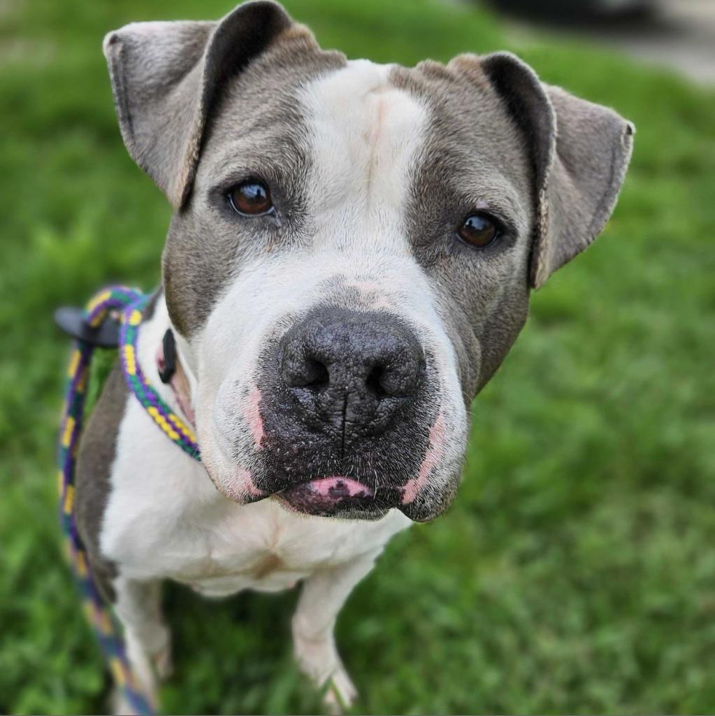 Enlarge Kesha, a Adoptable Mixed Breed in Davenport, IA image 5/6