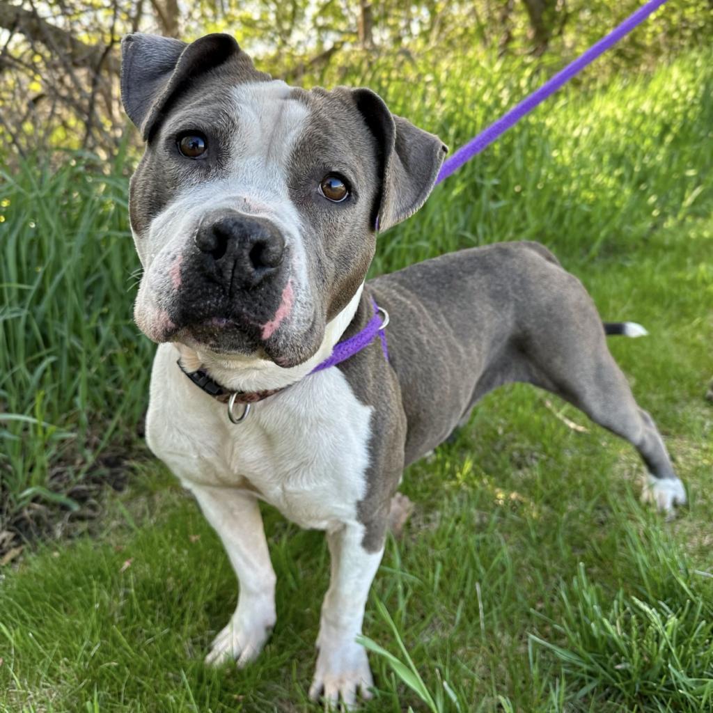 Enlarge Kesha, a Adoptable Mixed Breed in Davenport, IA image 6/6