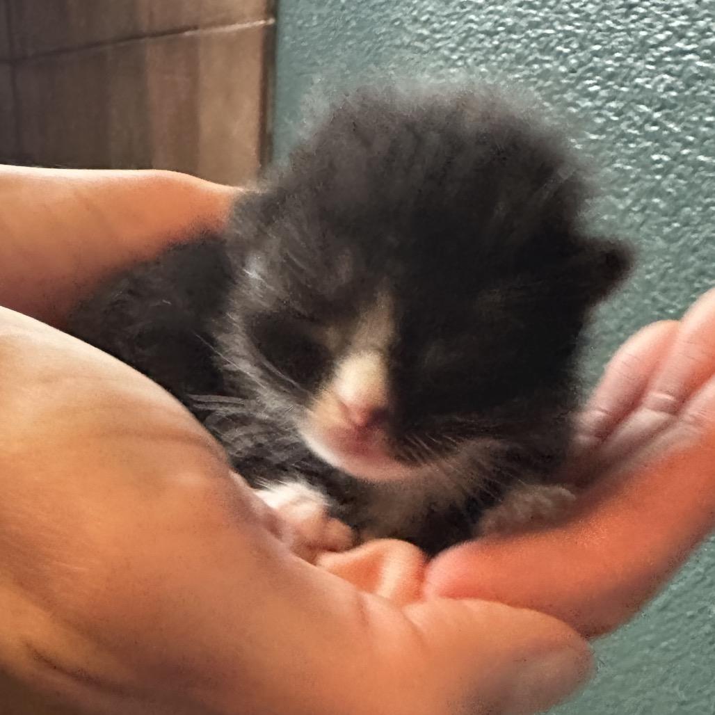 Enlarge Curling, a Adoptable Domestic Short Hair in Escondido, CA image 1/6