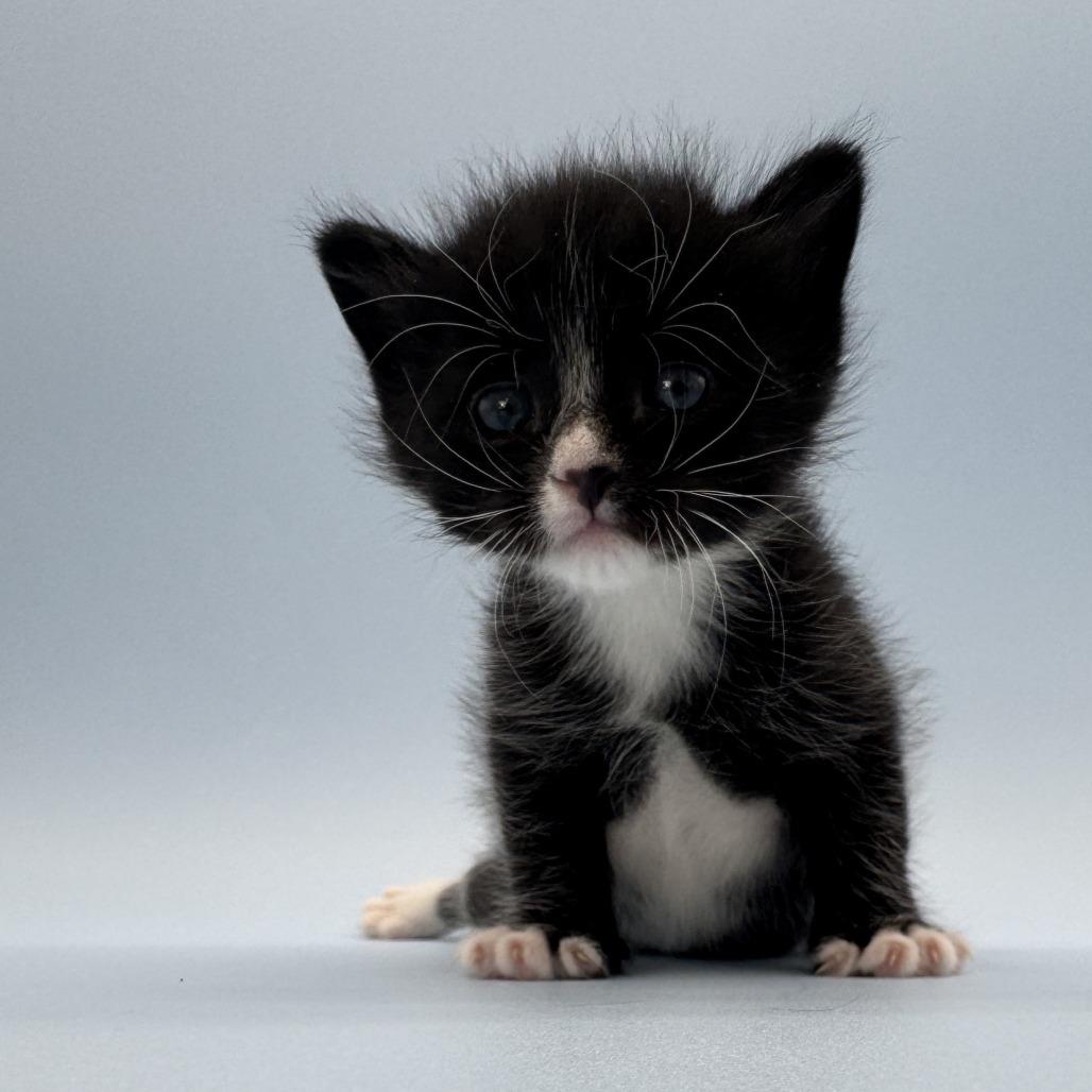 Enlarge Curling, a Adoptable Domestic Short Hair in Escondido, CA image 2/6