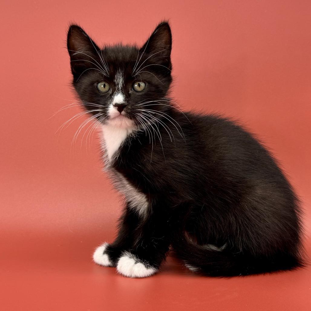 Enlarge Curling, a Adoptable Domestic Short Hair in Escondido, CA image 3/6