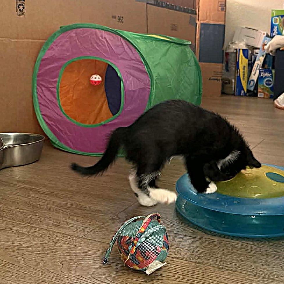 Enlarge Curling, a Adoptable Domestic Short Hair in Escondido, CA image 4/6