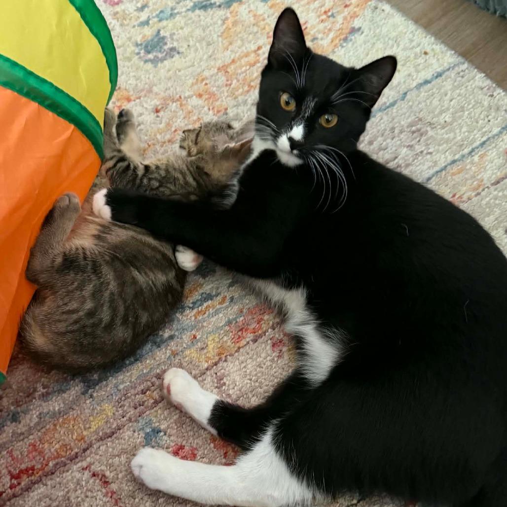 Curling, a Adoptable Domestic Short Hair in Escondido, CA image 6/6