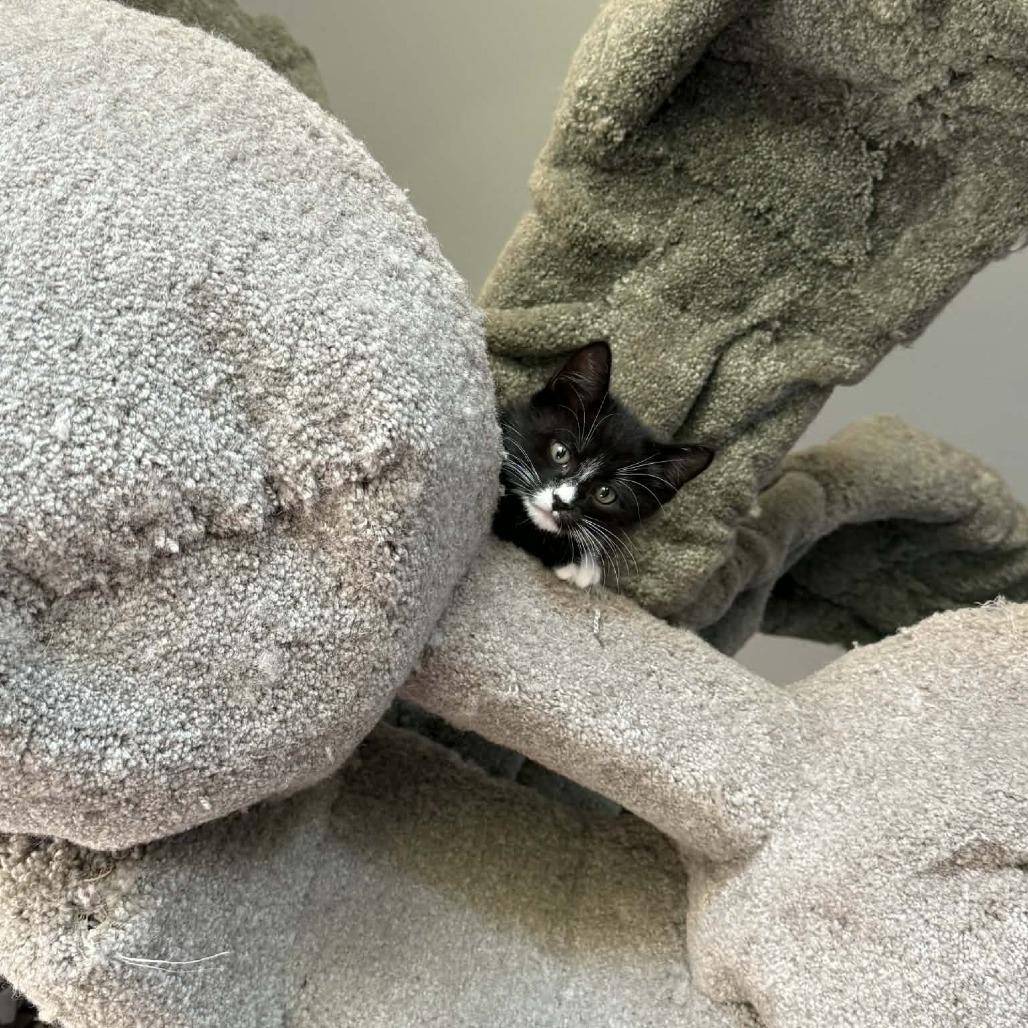 Enlarge Curling, a Adoptable Domestic Short Hair in Escondido, CA image 6/6