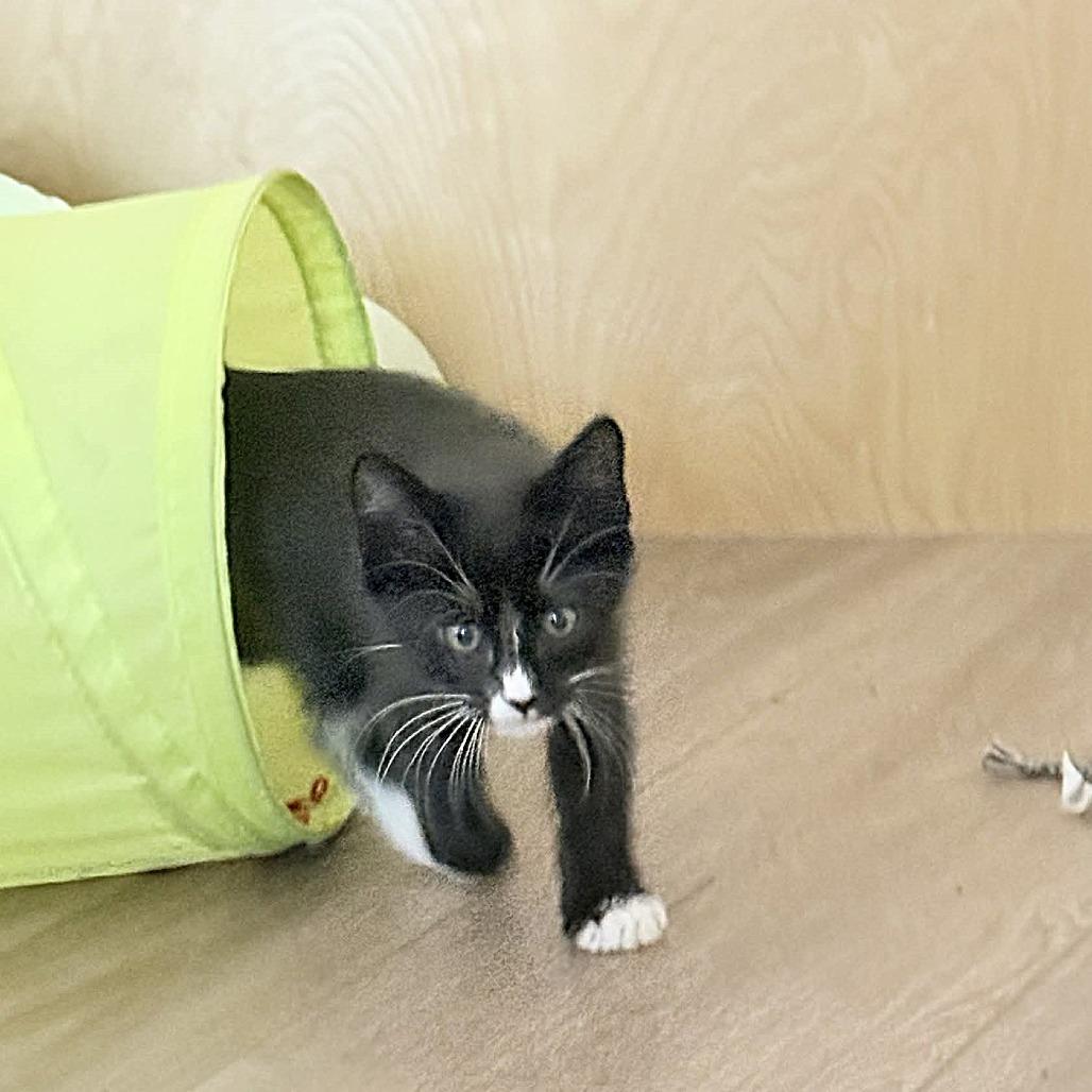 Curling, a Adoptable Domestic Short Hair in Escondido, CA image 6/6