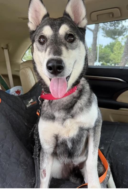 Enlarge Ling Ling, a ADOPTABLE mixed breed in Davis, CA image 2/6