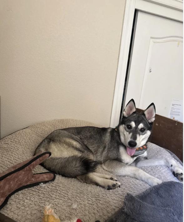Enlarge Ling Ling, a ADOPTABLE mixed breed in Davis, CA image 6/6