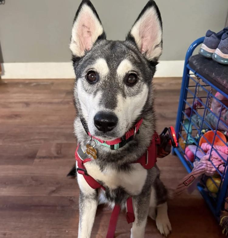 Enlarge Ling Ling, a ADOPTABLE mixed breed in Davis, CA image 1/6