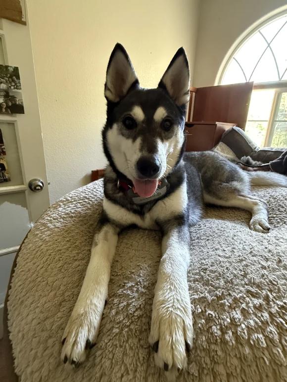 Enlarge Ling Ling, a ADOPTABLE mixed breed in Davis, CA image 3/6