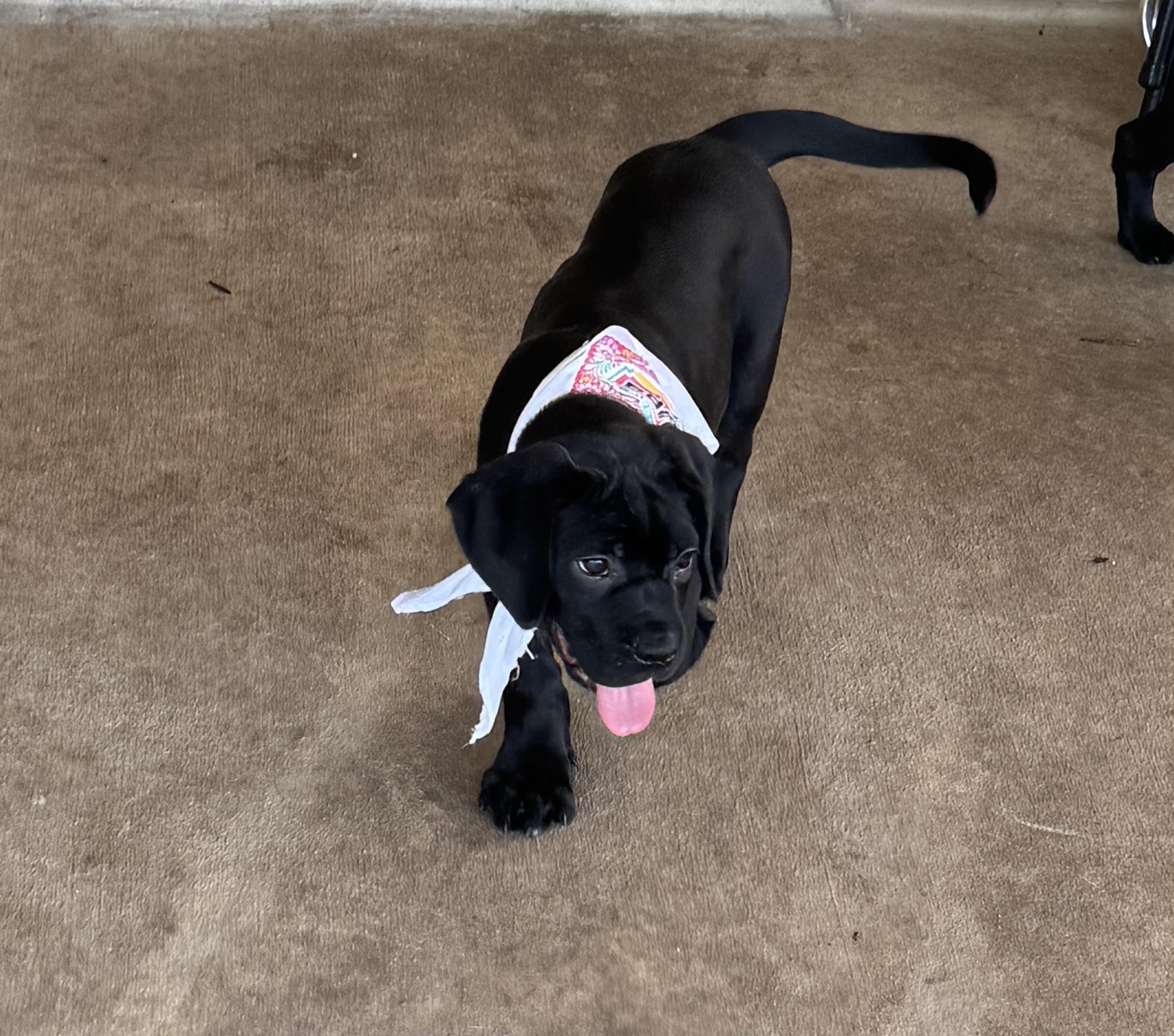 Maria, an adopted mixed breed in brattleboro, VT image 4/6