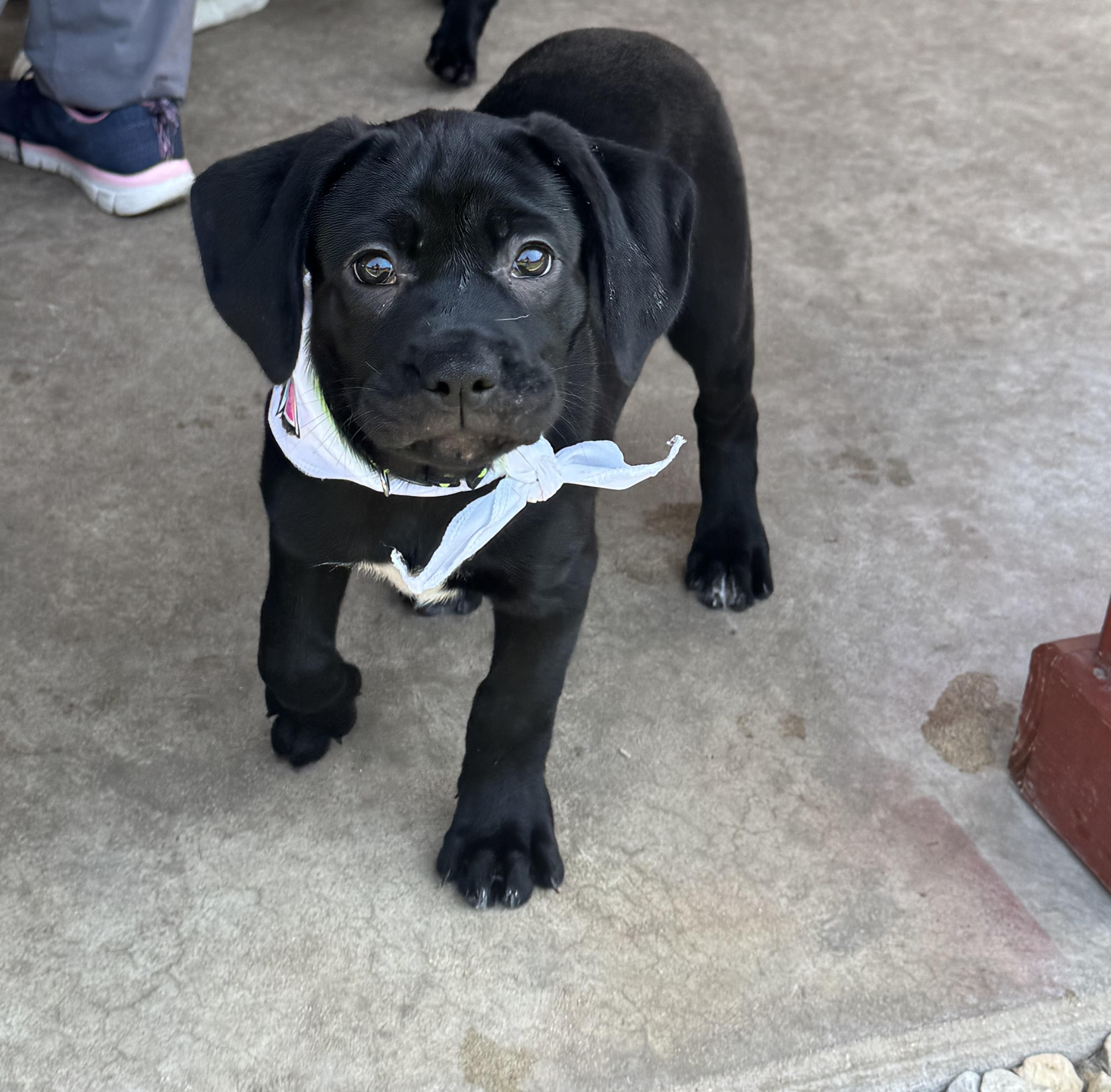 Maria, an adopted mixed breed in brattleboro, VT image 5/6