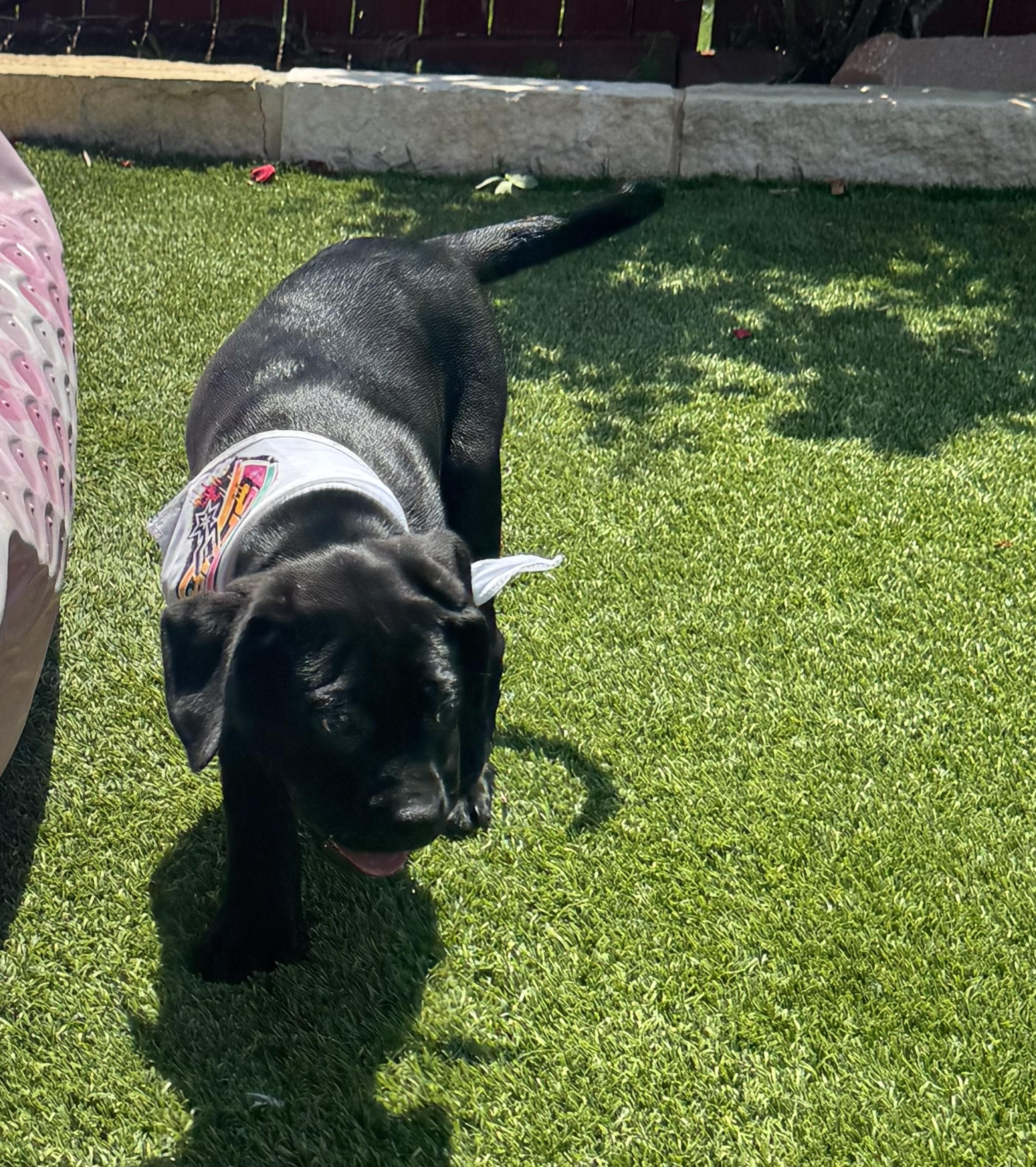 Maria, an adopted mixed breed in brattleboro, VT image 3/6