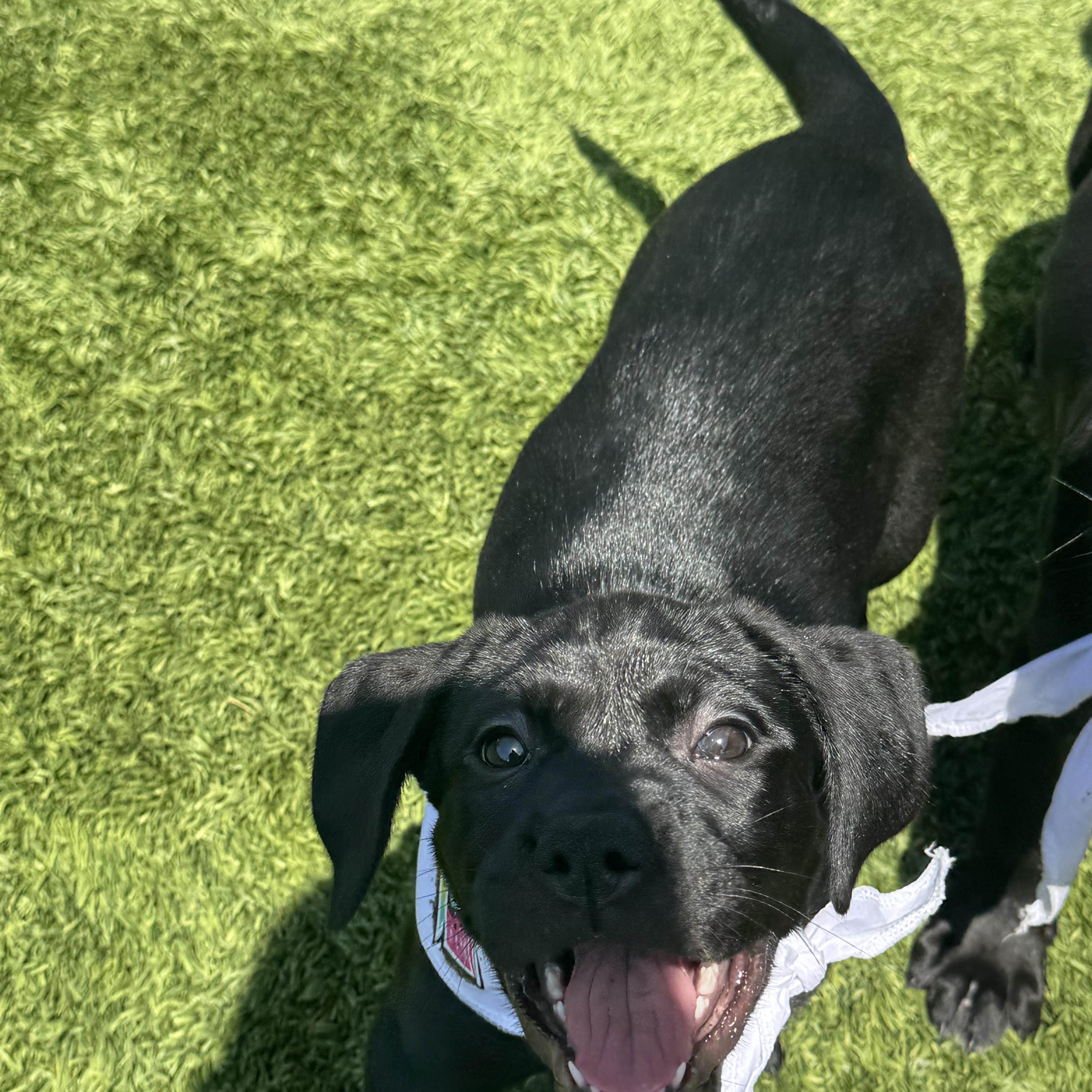 Maria, adopted, Puppy Female Cane Corso.
