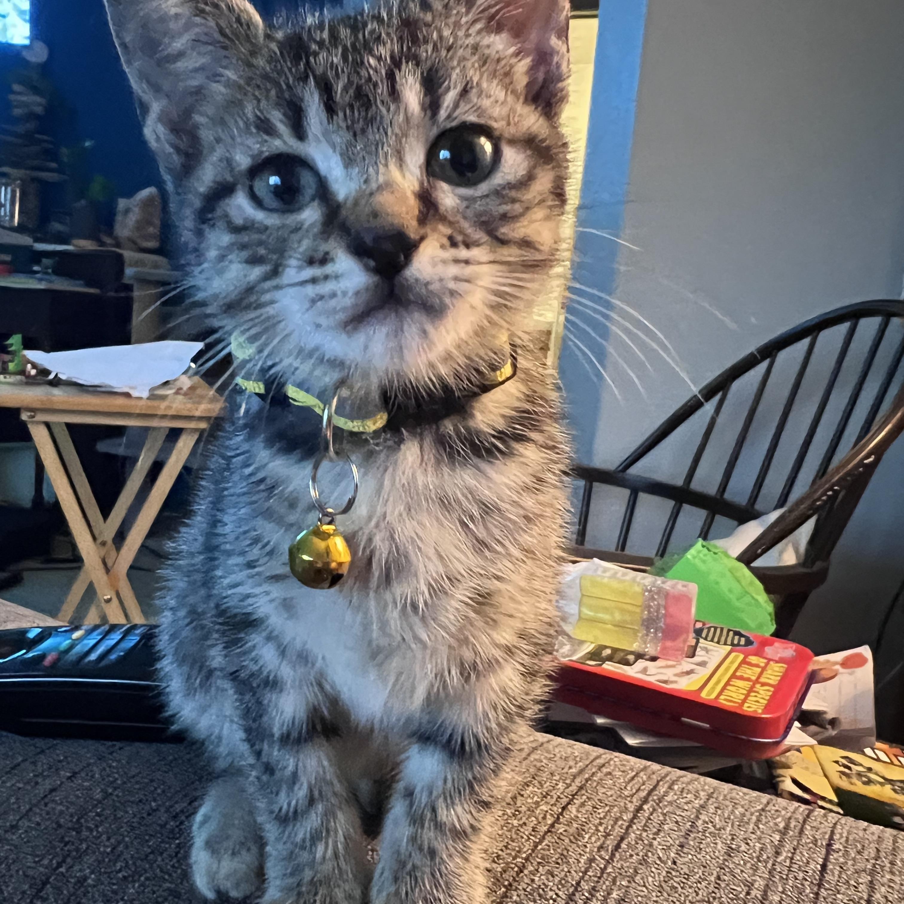 Enlarge Mango, a ADOPTABLE Tabby in Pasco, WA image 2/3