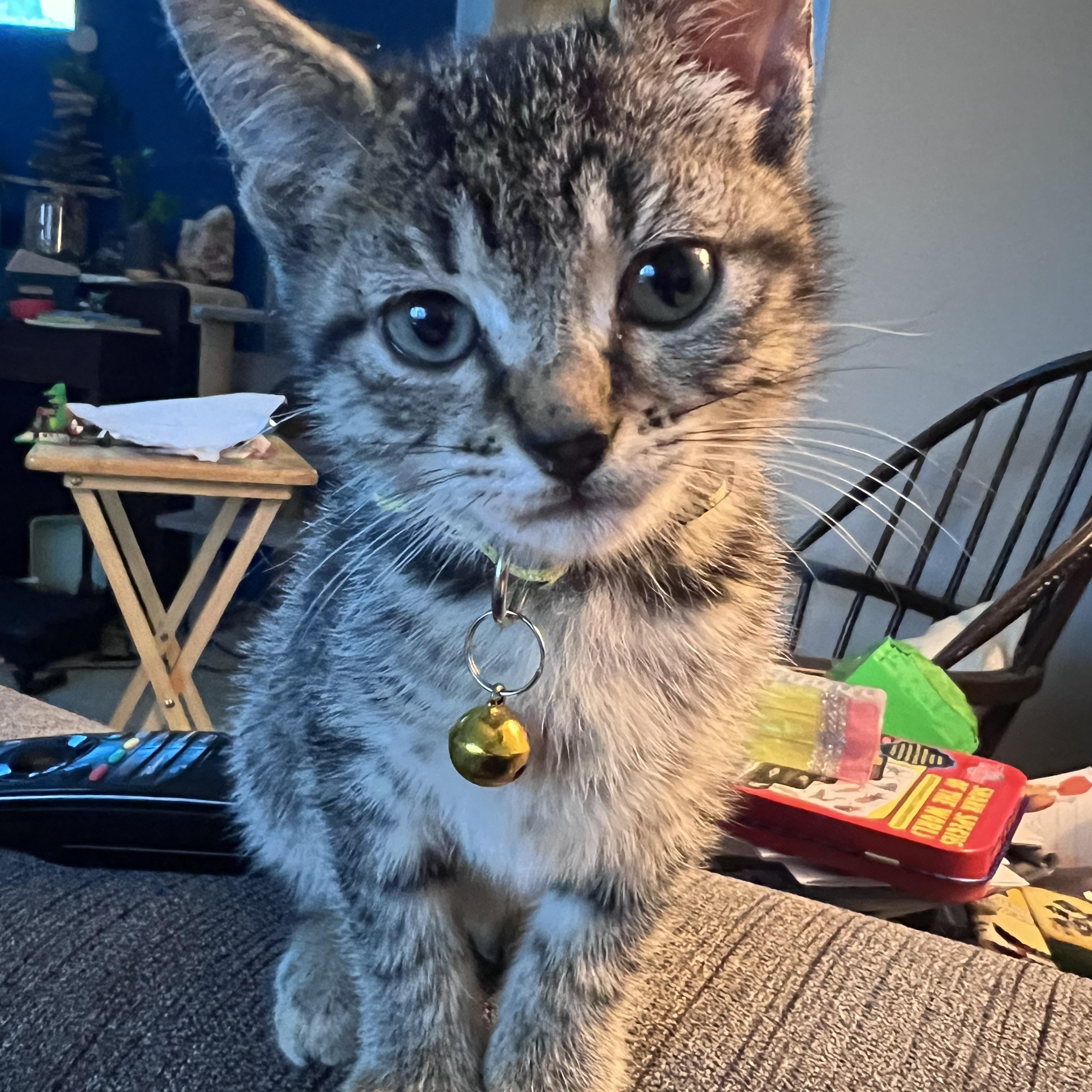 Mango, ADOPTABLE, Kitten Female Tabby.