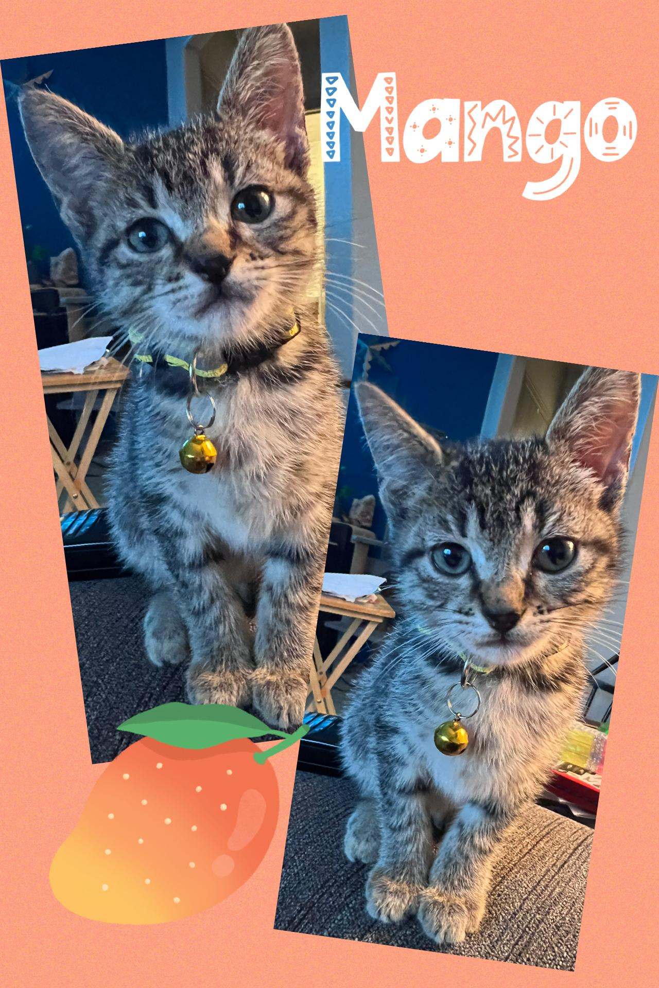 Enlarge Mango, a ADOPTABLE Tabby in Pasco, WA image 3/3