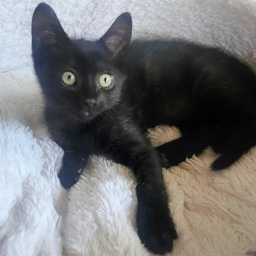 Sister, Adoptable, Kitten Female Domestic Short Hair.