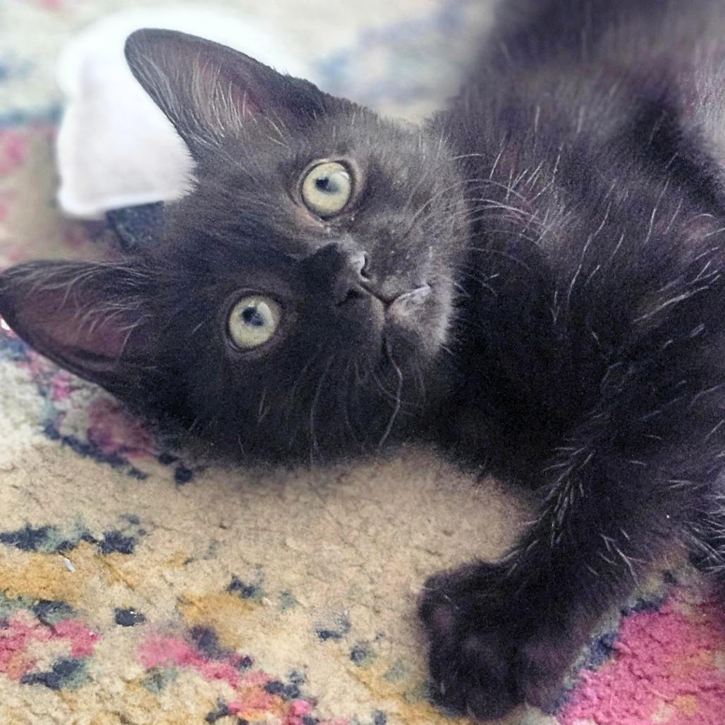 Sister, a Adoptable Domestic Short Hair in Pleasant Hill, CA image 2/3